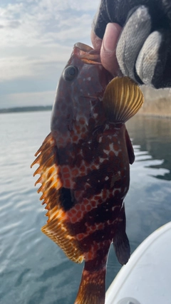 キジハタの釣果