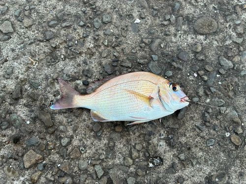 チャリコの釣果