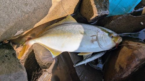 ネリゴの釣果