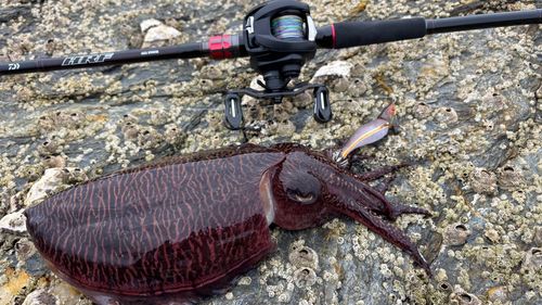 コウイカの釣果