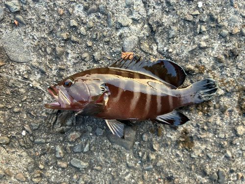 ヤミハタの釣果