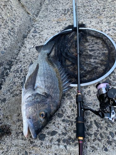 チヌの釣果