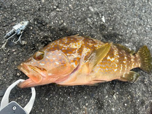 アコウの釣果
