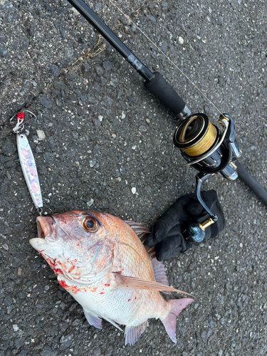 マダイの釣果