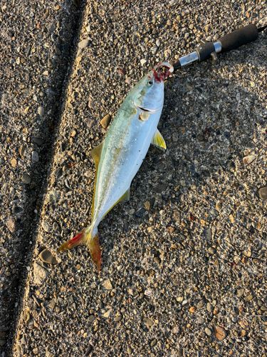 イナダの釣果