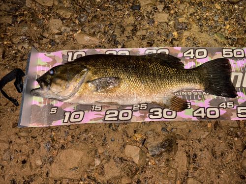 スモールマウスバスの釣果