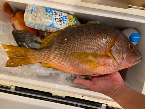 シブダイの釣果