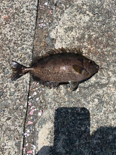 アイゴの釣果