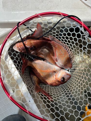 マダイの釣果