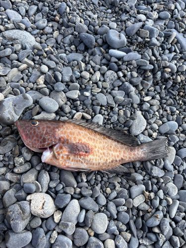 オオモンハタの釣果
