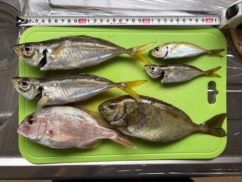アジの釣果