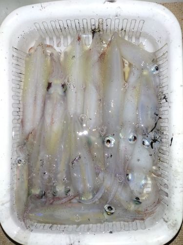 釣果