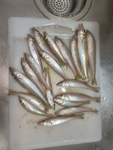 キスの釣果