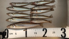 シロギスの釣果