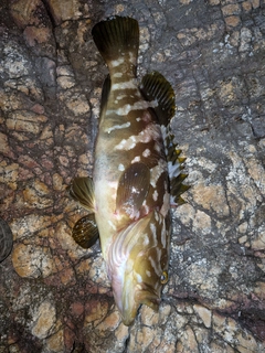 クエの釣果