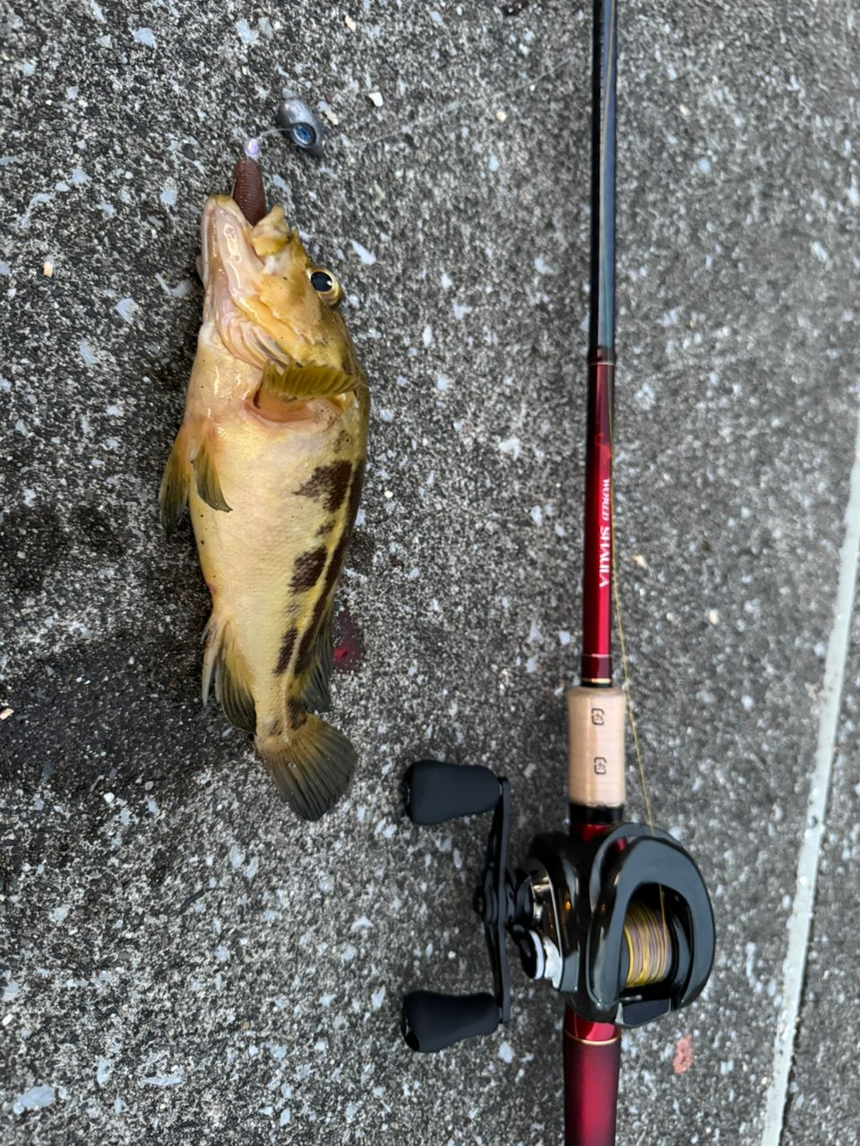 SHIMANO 18ワールドシャウラ 17114R-2の最安値・インプレ・釣果 | 本音