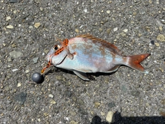 タイの釣果