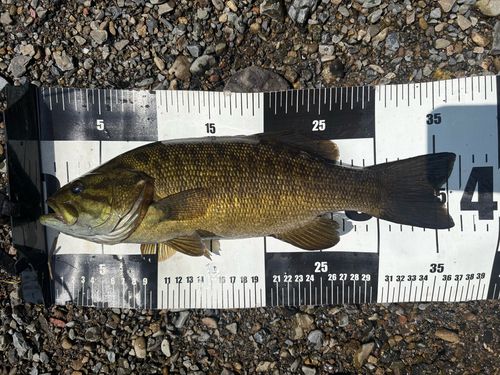 スモールマウスバスの釣果