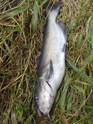 アメリカナマズの釣果