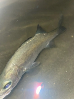 セイゴ（ヒラスズキ）の釣果