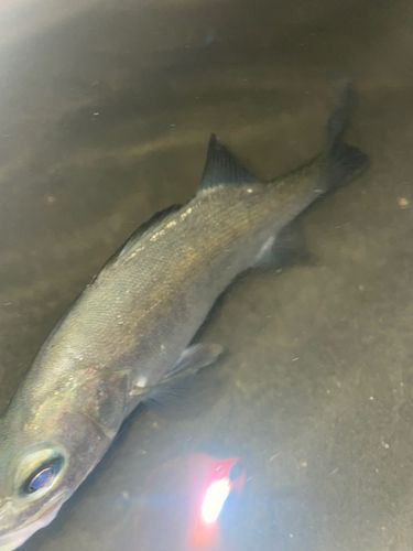 セイゴ（ヒラスズキ）の釣果