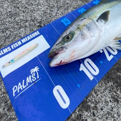 ワラサの釣果