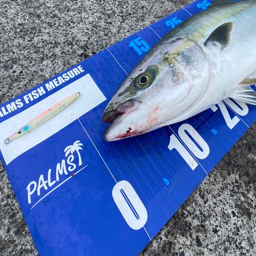 ワラサの釣果