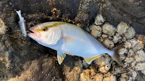 ショゴの釣果