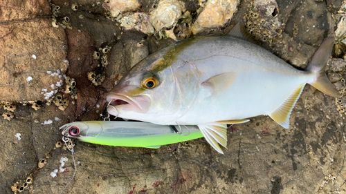 ショゴの釣果