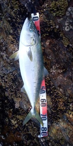 ハマチの釣果