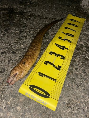 ウツボの釣果