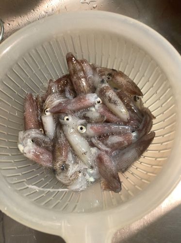 ヒイカの釣果