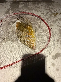 タマンの釣果