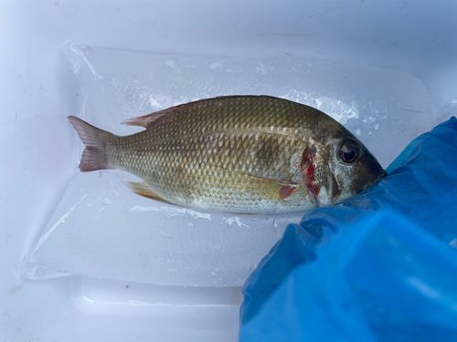 ハマフエフキダイの釣果