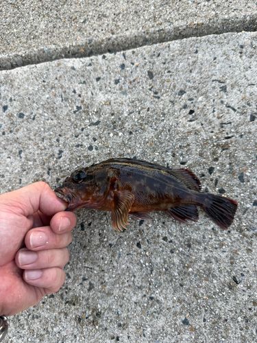 カサゴの釣果