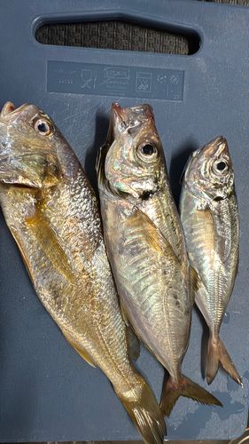 クロイシモチの釣果
