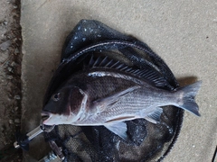 キチヌの釣果