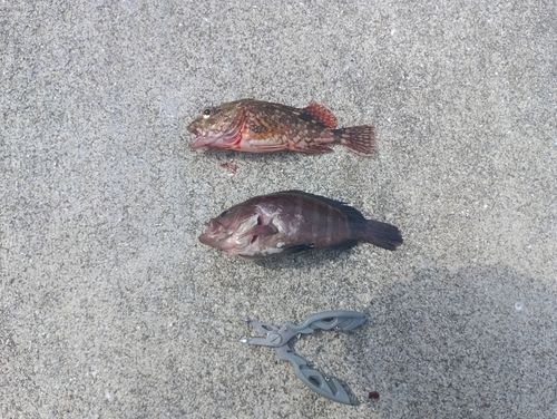 カサゴの釣果