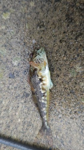 アナハゼの釣果