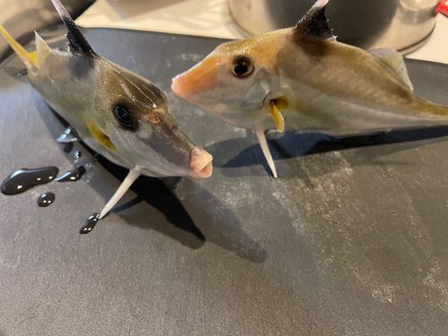 ギマの釣果