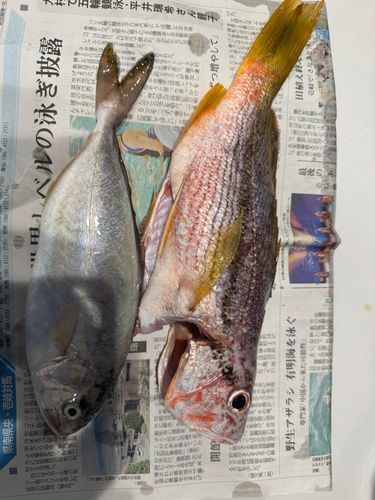 ネリゴの釣果
