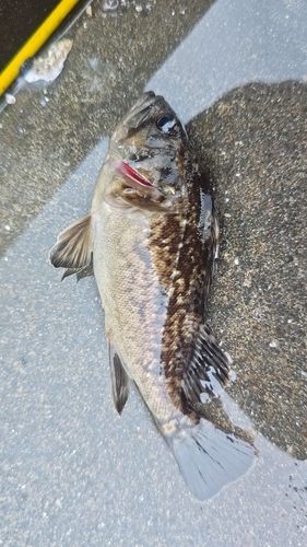クロソイの釣果