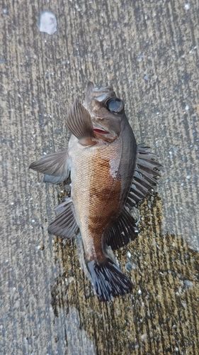 メバルの釣果