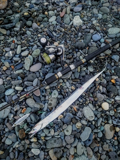 タチウオの釣果