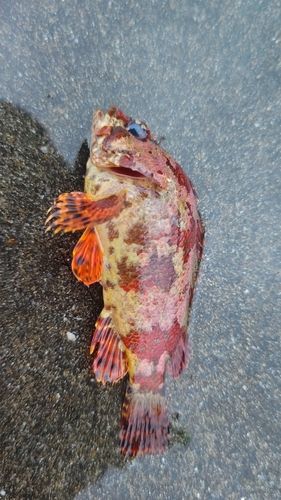 ヨロイメバルの釣果