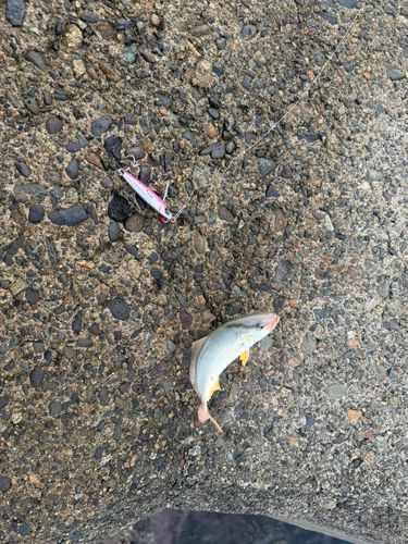 ツバスの釣果