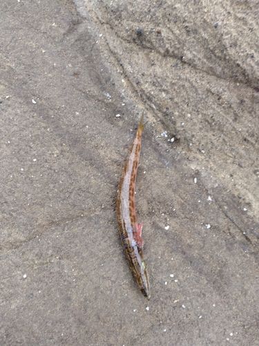 カマスの釣果