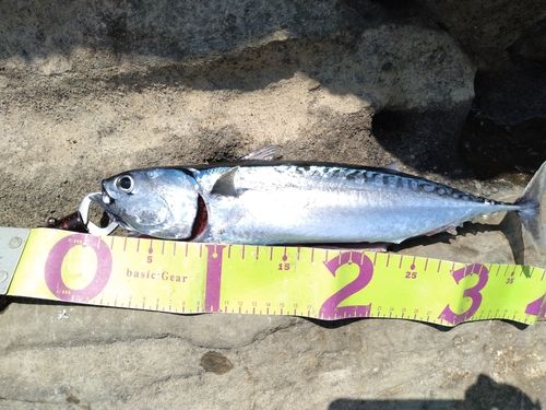 ソウダガツオの釣果