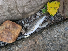 ヤマメの釣果