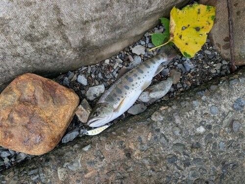 ヤマメの釣果